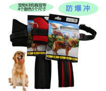 金色品質，寵愛無價 探索高端寵物用品世界