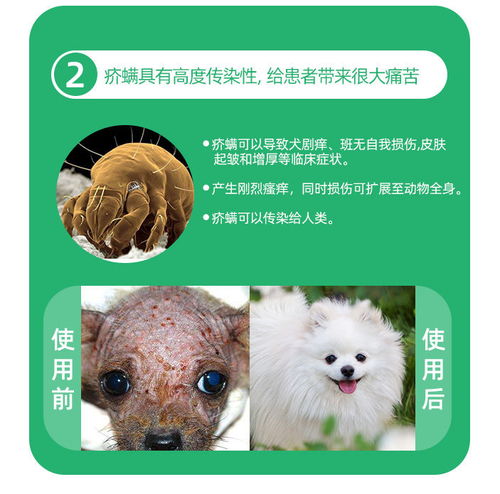 守護愛寵健康 科學選擇與使用寵物一體式驅蟲藥